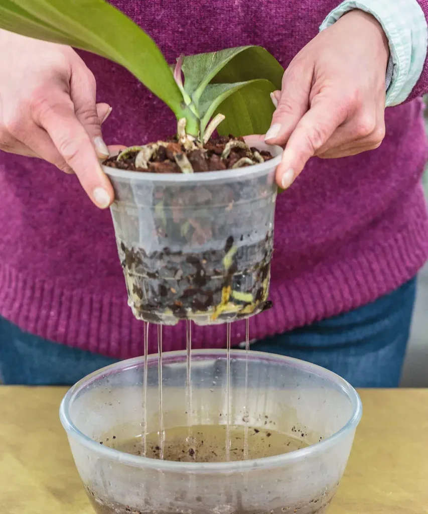 Pot with Proper Drainage | How to take care of Orchids