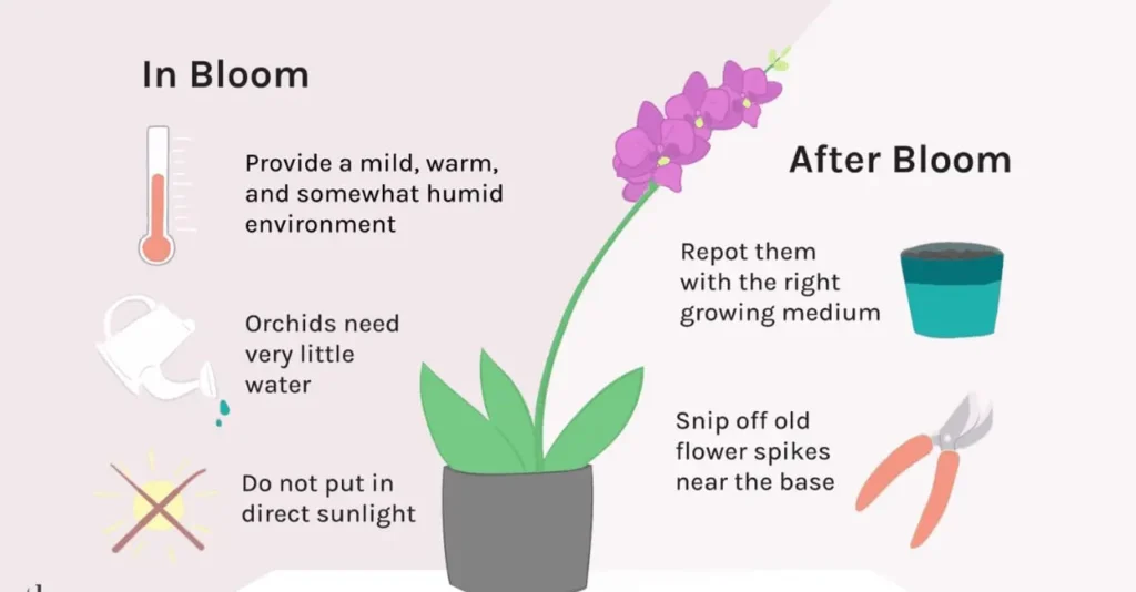 How to take care of Orchids | How to take care of Orchids