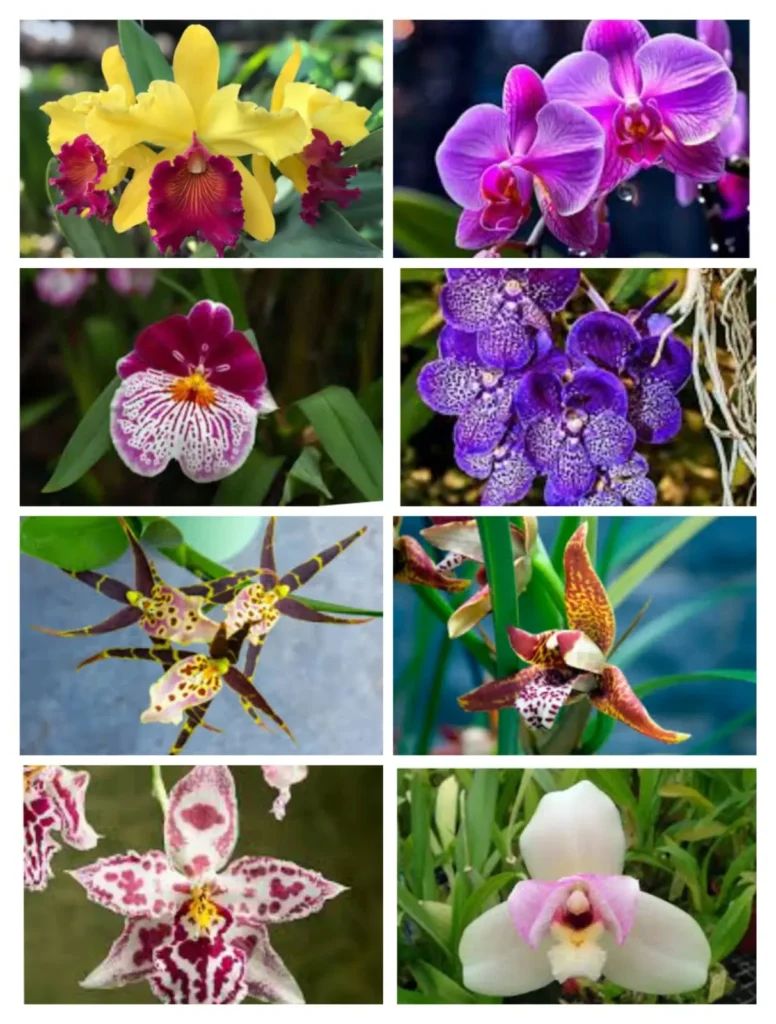 Various type of Orchids | How to take care of Orchids