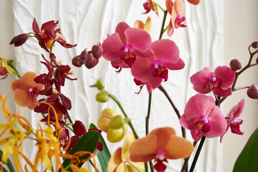 Orchids | How to take care of Orchids