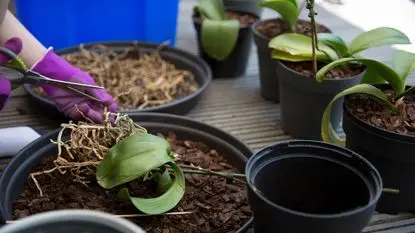 Repotting of Orchid | How to take care of Orchids