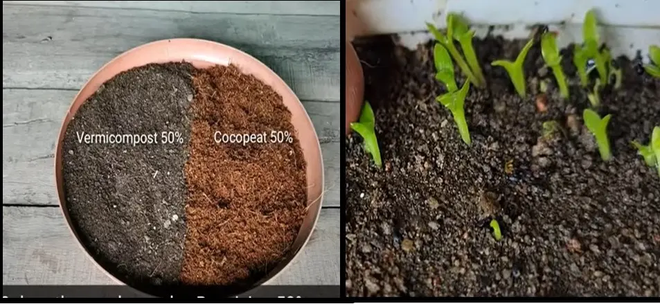 Grow Dragon Fruit from Seed