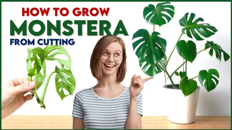 How to grow Monstera from Cutting