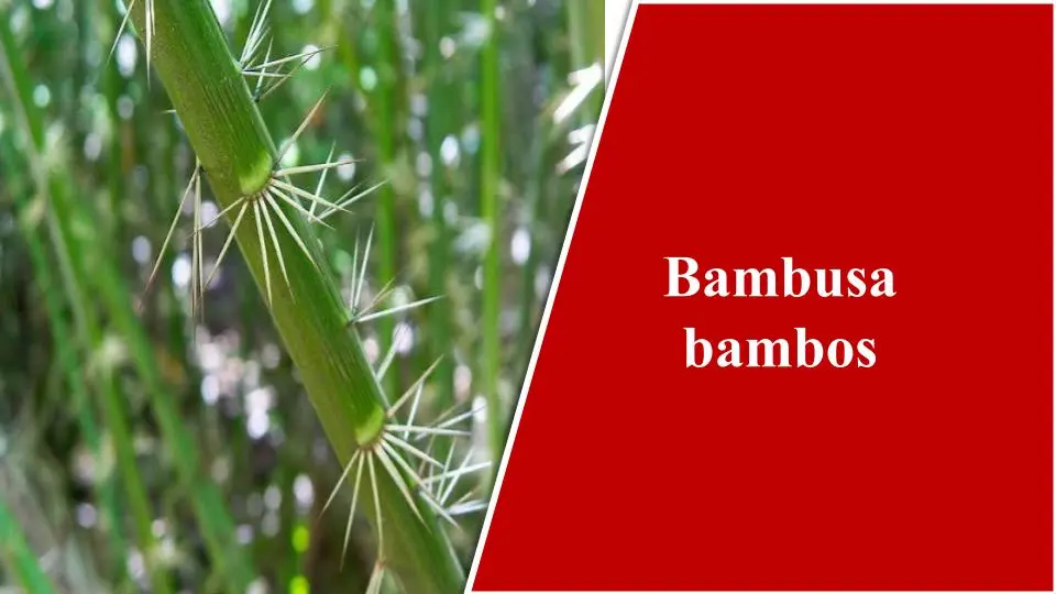 Giant Thorny Bamboo (Bambusa arundinacea aka Bambusa bambos )