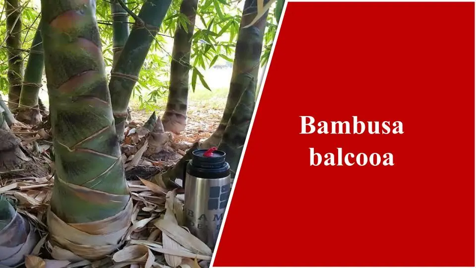 Female bamboo (Bambusa balcooa)- Types of Bamboo 