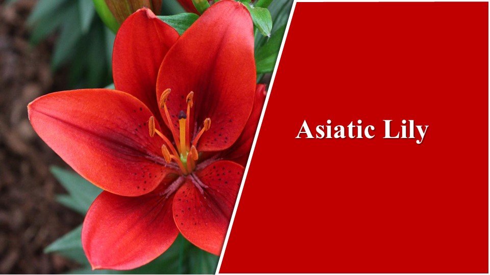 Asiatic Lily| Types of Lilies in India