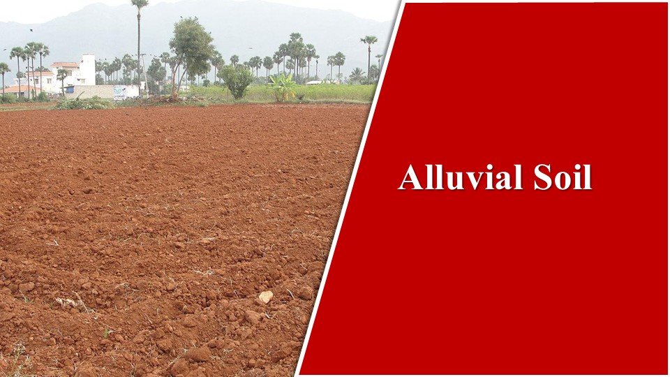 Alluvial Soil |Types of Soil in India: The Fabulous 8 Basic Types