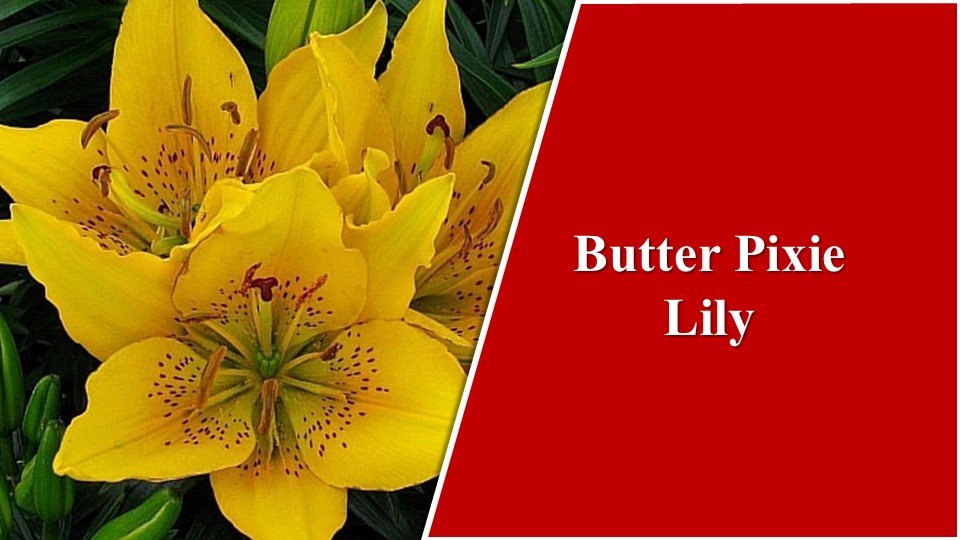 Butter Pixie Lily| Types of Lilies in India