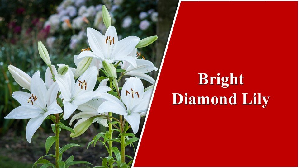 Bright Diamond Lily | Types of Lilies in India