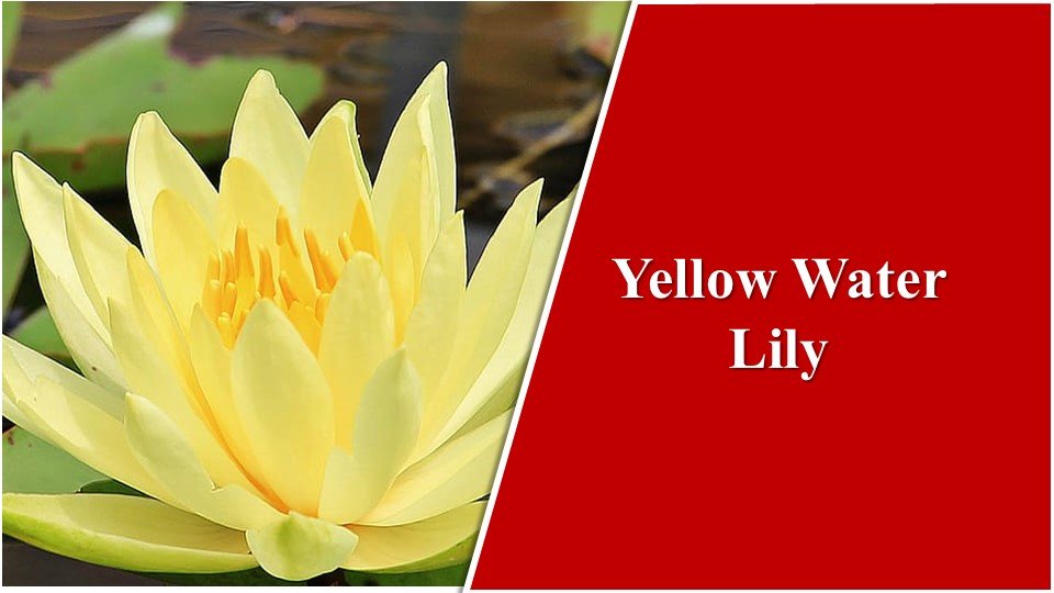 Yellow Water Lily | Types of Lilies in India