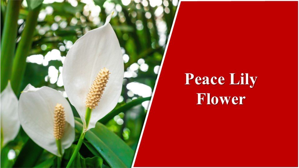 Peace Lily Flower | Types of Lilies in India