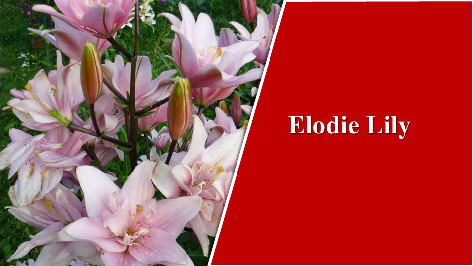 Elodie Lily | Types of Lilies in India