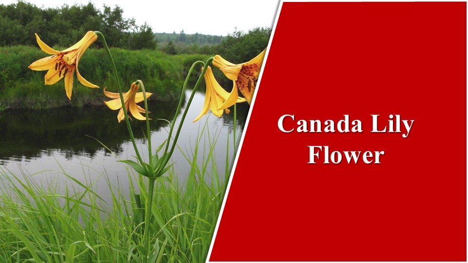 Canada Lily| Types of Lilies in India