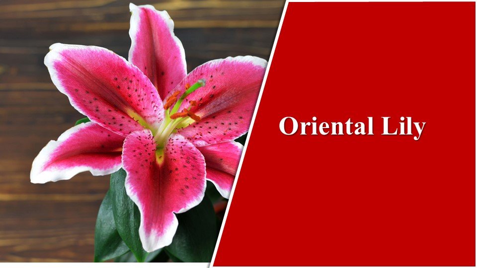 Oriental Lily| Types of Lilies in India