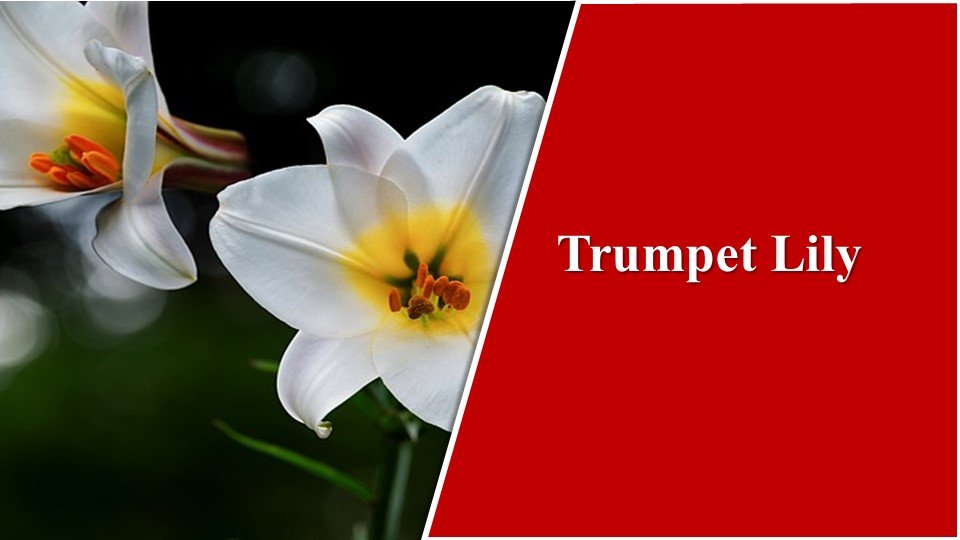 Trumpet Lily| Types of Lilies in India