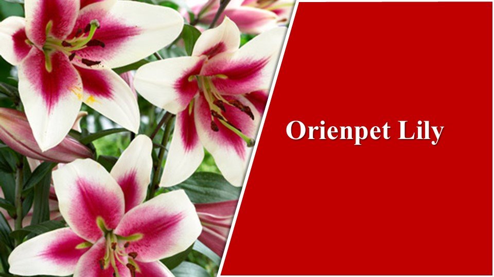 Orienpet Lily| Types of Lilies in India