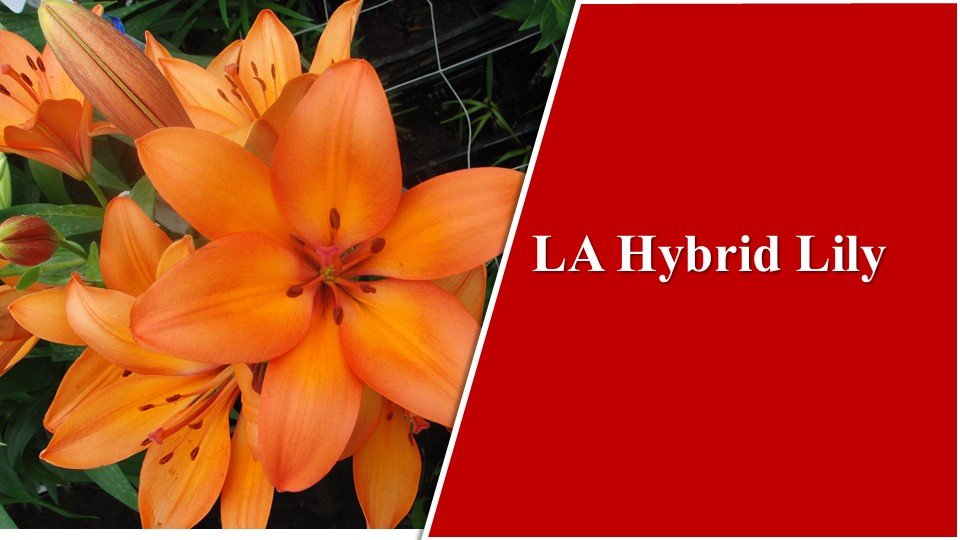 LA Hybrid Lily| Types of Lilies in India