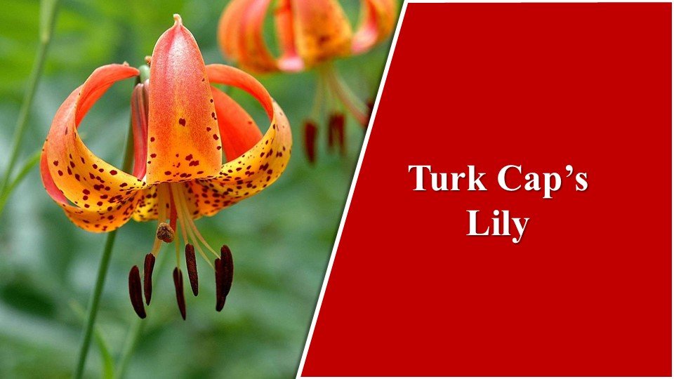 Turk Cap's Lily| Types of Lilies in India