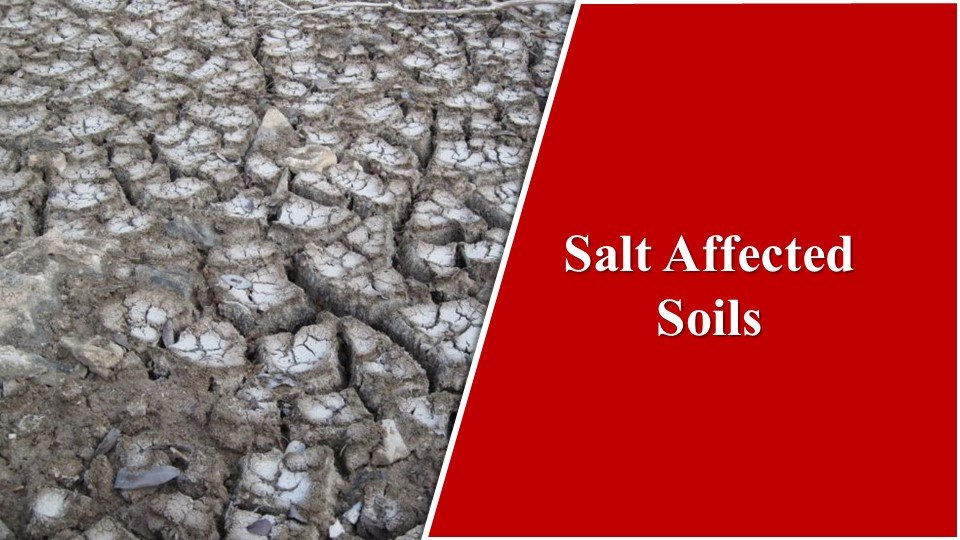 Salt affected soils | Types of Soil in India: The Fabulous 8 Basic Types