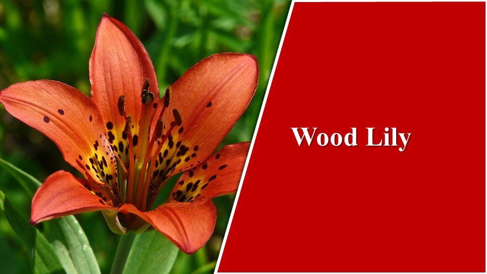 Wood Lily| Types of Lilies in India