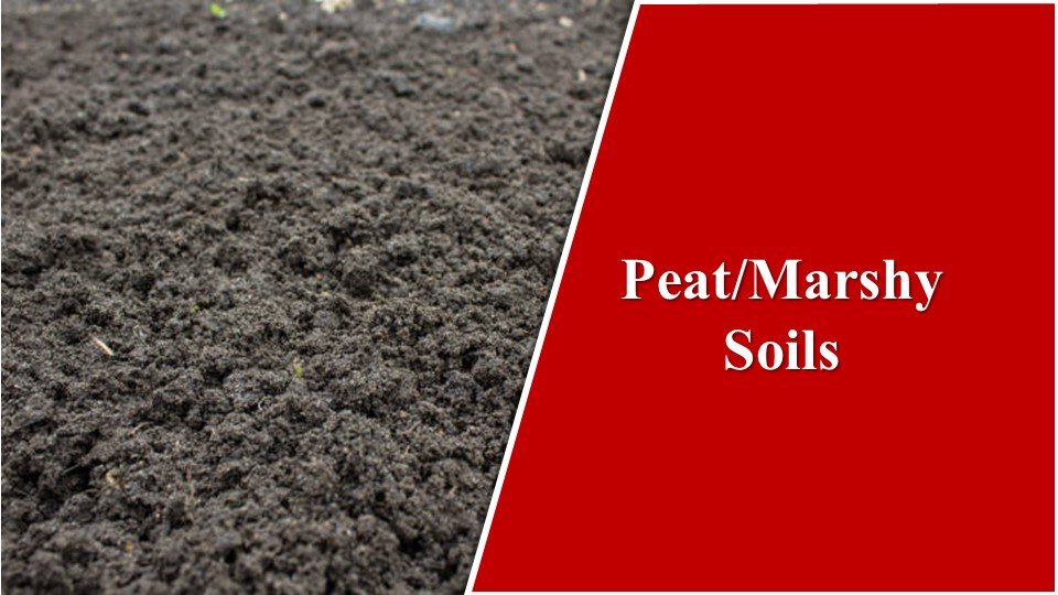 Peat/Marshy Soils | Types of Soil in India: The Fabulous 8 Basic Types