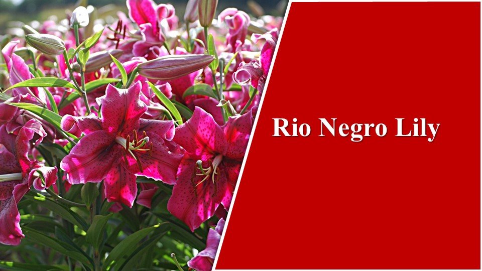 Rio Negro Lily | Types of Lilies in India