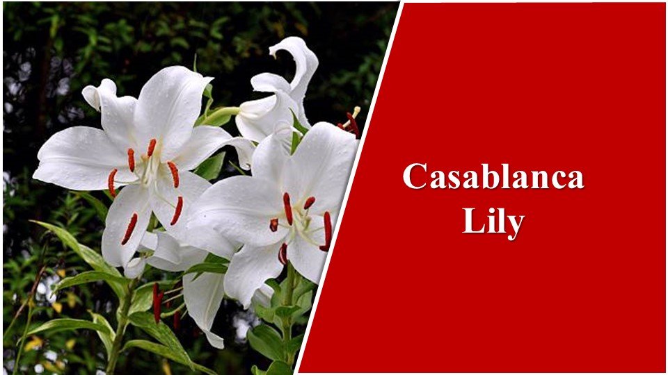 Casablanca Lily| Types of Lilies in India