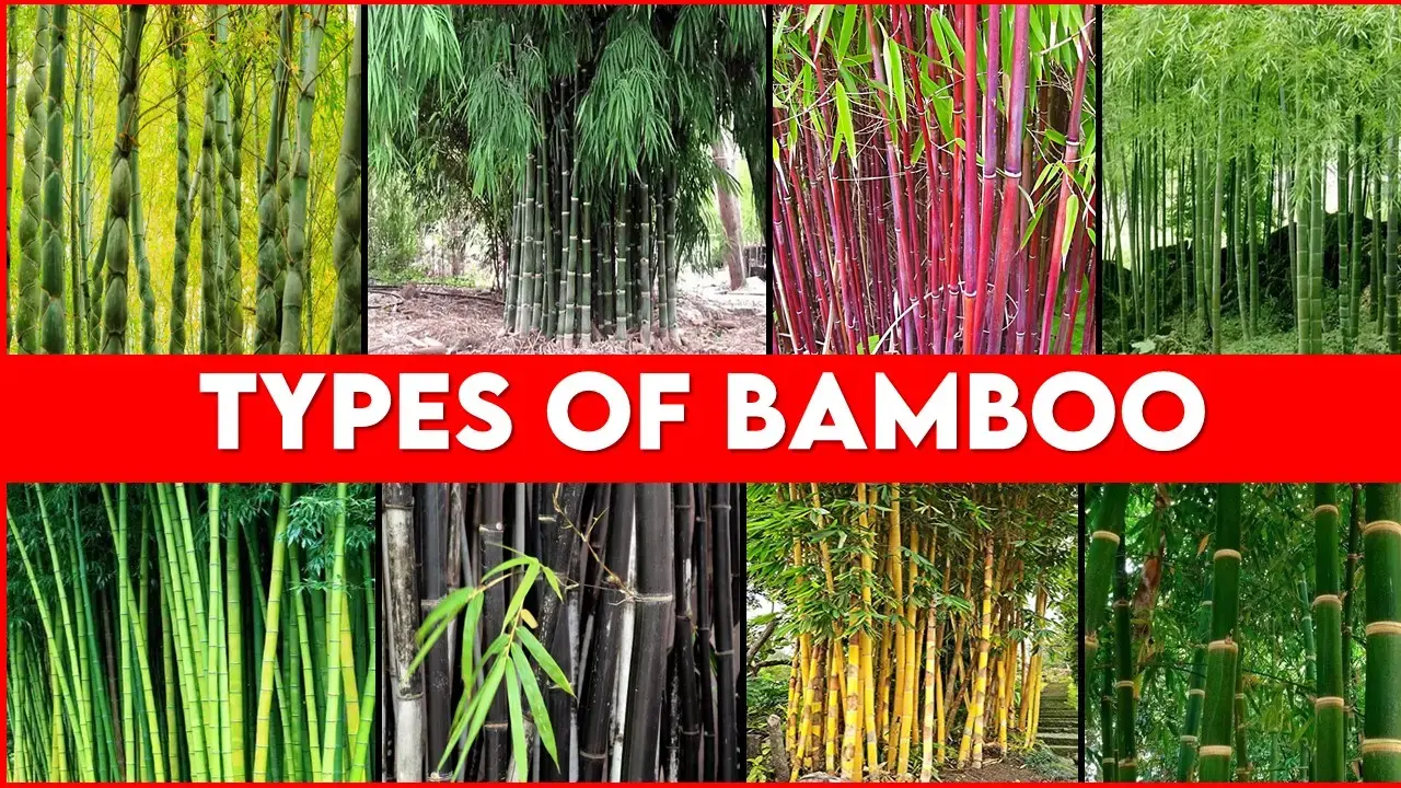 Types of Bamboo plants