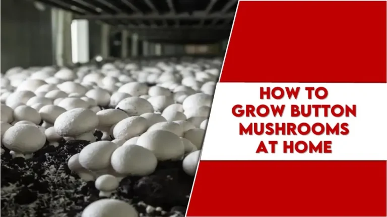 How to Grow Button Mushrooms at Home