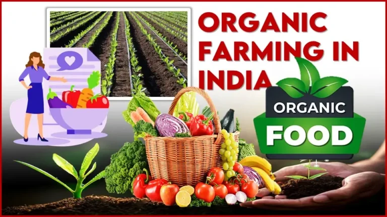 Organic Farming in India