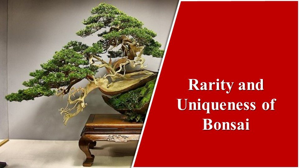 why are bonsai trees so expensive