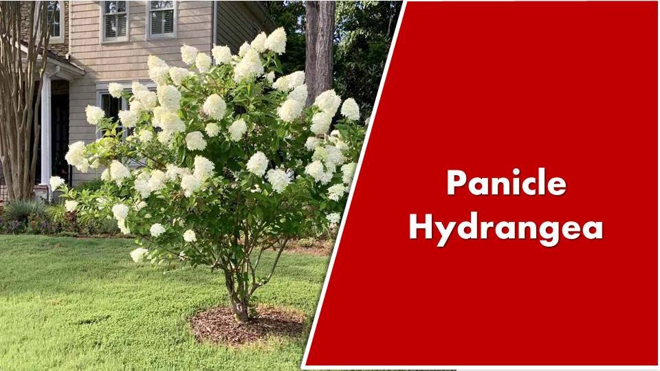 Panicle Hydrangea- types of Hydrangea