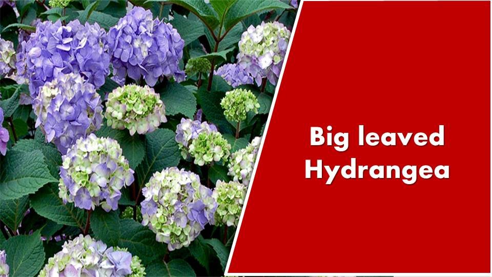 Big leaf Hydrangea