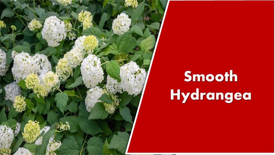 3. Smooth Hydrangea