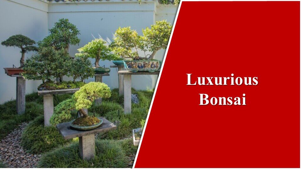 why are bonsai trees so expensive