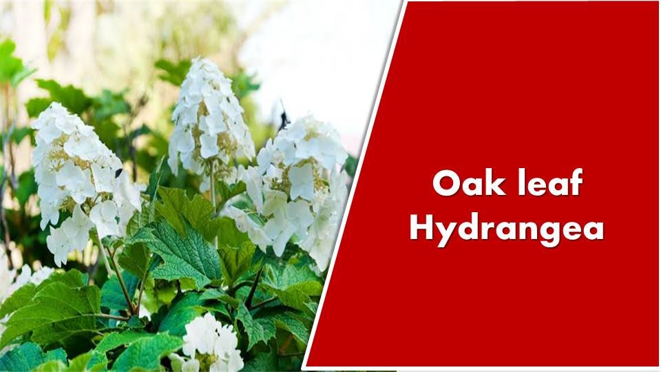 Oak leaf Hydrangea- types of Hydrangea in india