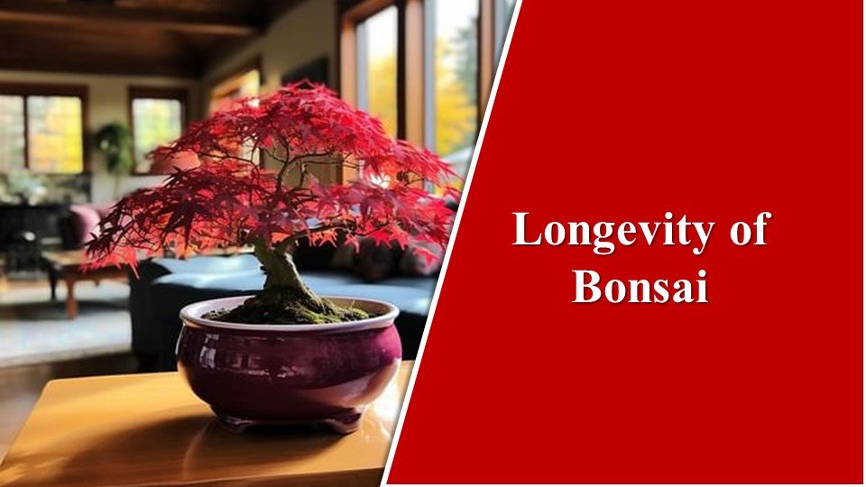 why are bonsai trees so expensive