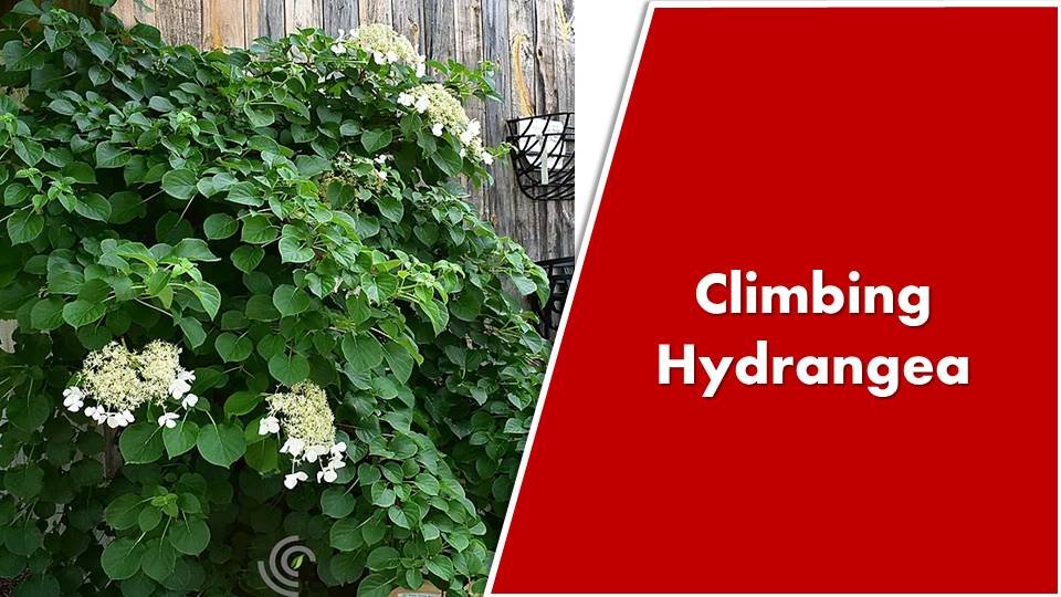 Climbing Hydrangea 