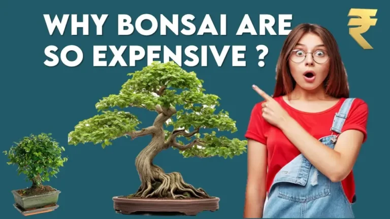 Why are Bonsai Trees so Expensive