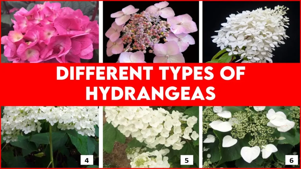 different types of hydrangeas