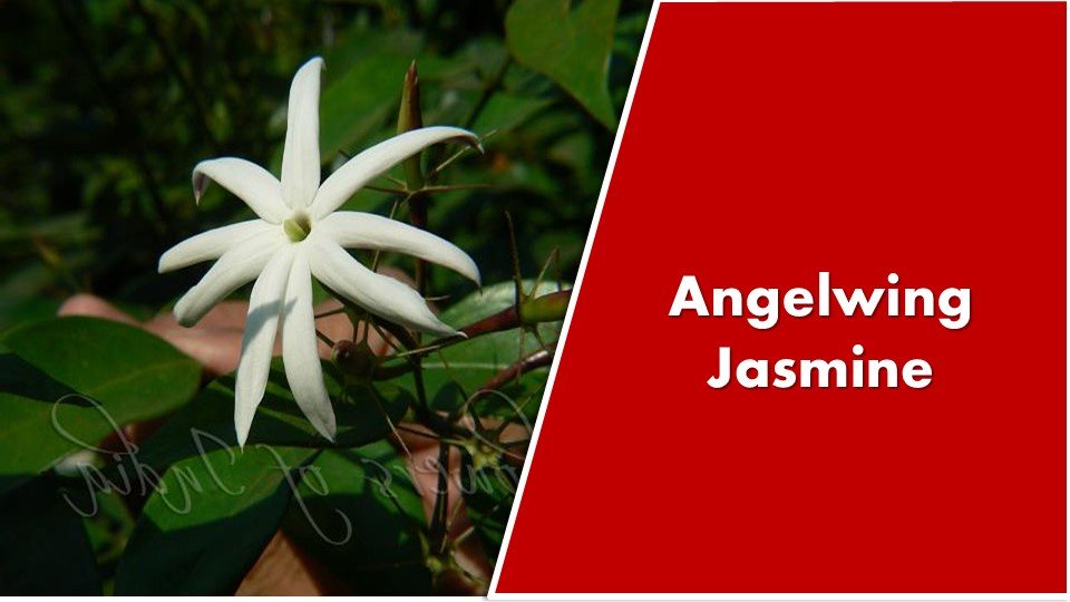 Angelwing Jasminum : laurifolium f nitidum