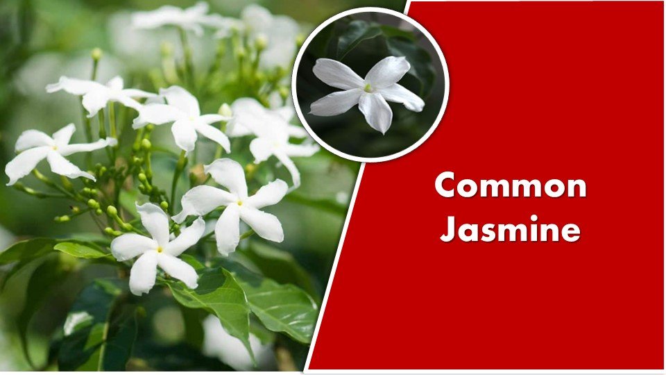 Common Jasmine - Jasminum officinale