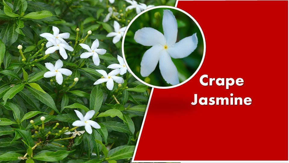 Crape Jasmine- Tabernaemontana divaricata