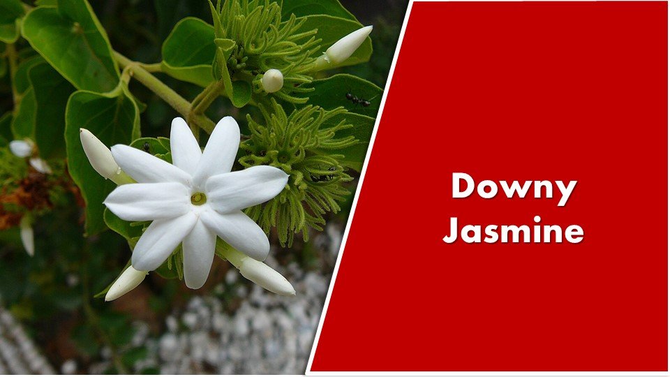 Downy Jasmine : Jasminum multiflorum