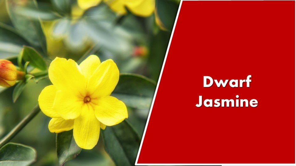 Dwarf Jasmine - Chrysojasminum parkeri