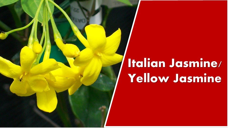 Italian Jasmine / Yellow jasmine : Chrysojasminum humile