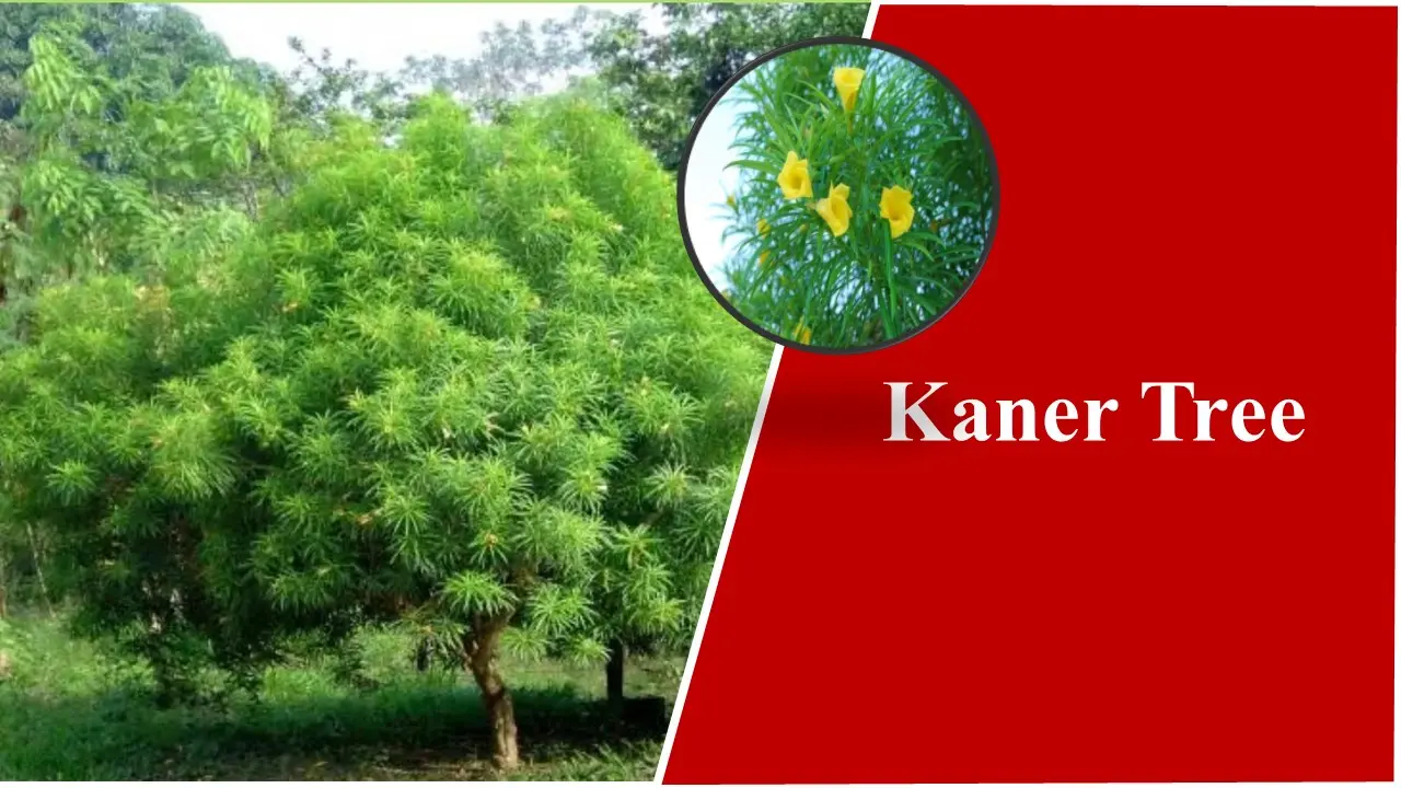 Kaner Tree