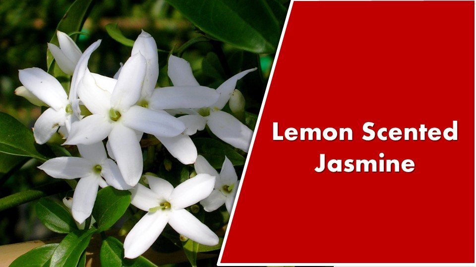 Lemon Scented : Jasminum azoricum