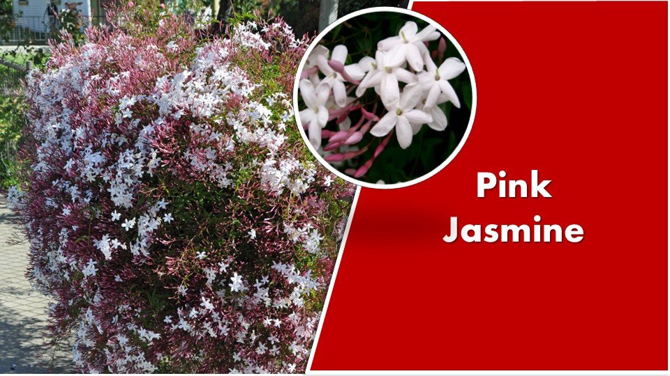 Pink Jasmine : Jasminum polyanthum