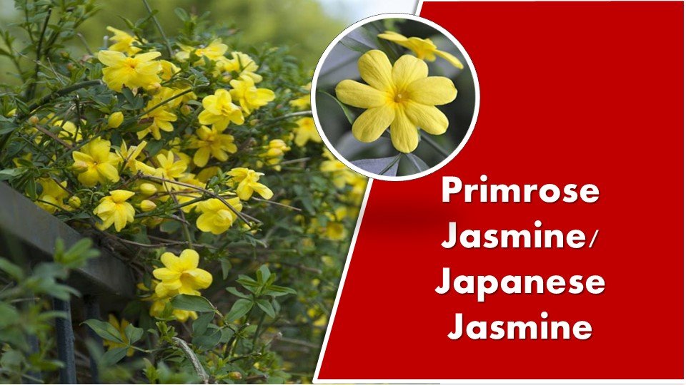 Primrose Jasmine/ Japanese Jasmine : Jasminum mesnyi